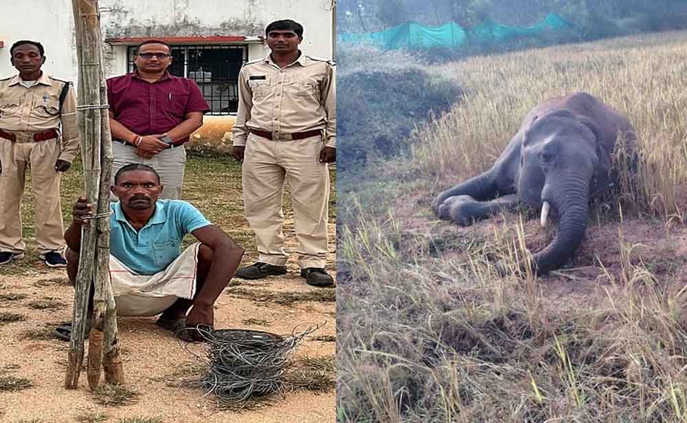 छत्तीसगढ़-बलरामपुर में करंट से हुई थी जंगली हाथी की मौत पर आरोपी गिरफ्तार